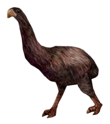 Dinornis (Carnivores Far North)