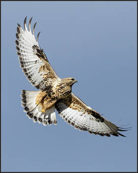 Rough-legged Hawk