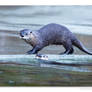 River Otters 1