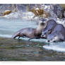 River Otters 2