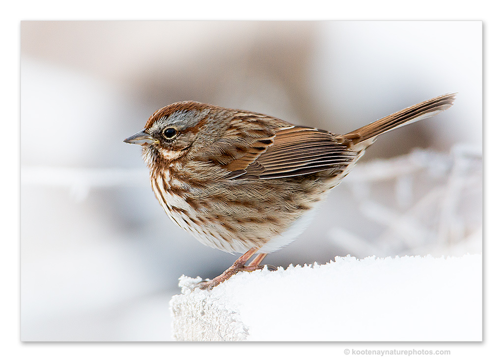 Song Sparrow