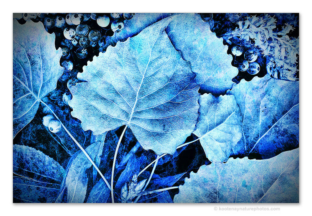 Blue Leaves by kootenayphotos