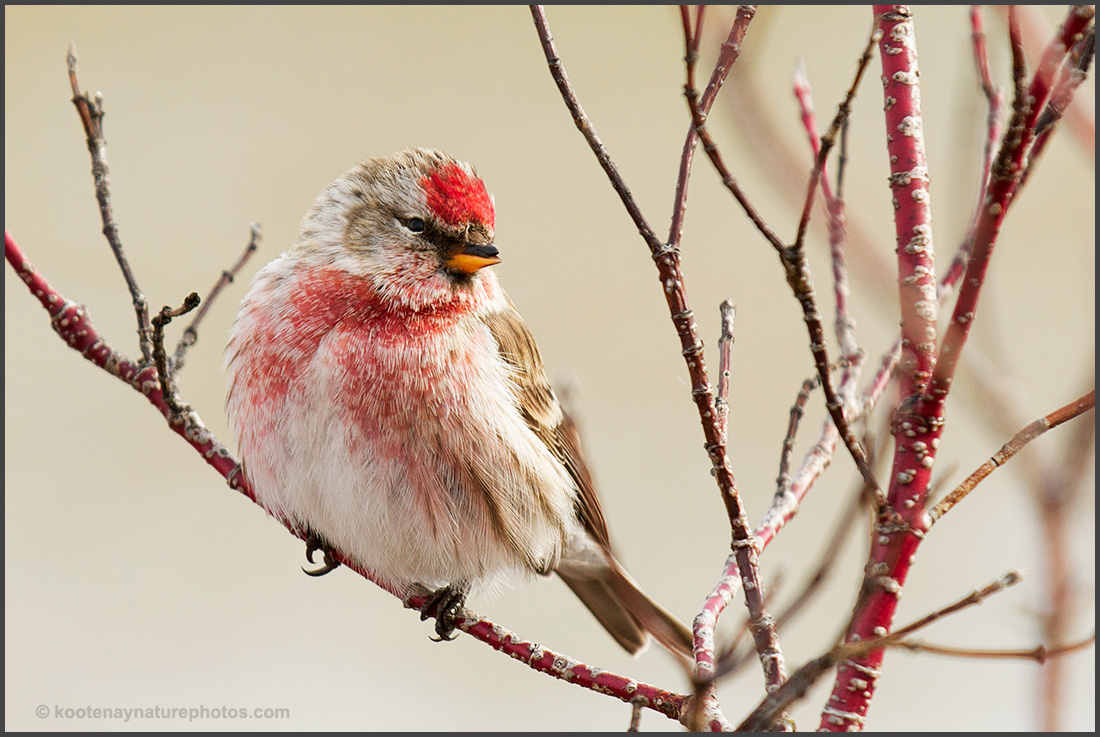 Common Redpoll