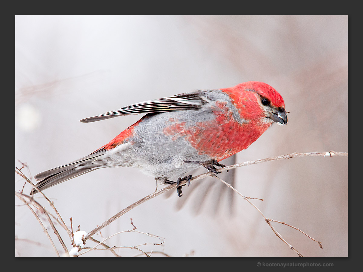 Pine Grosbeak