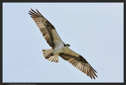 Osprey 1