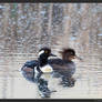 Hooded Mergansers