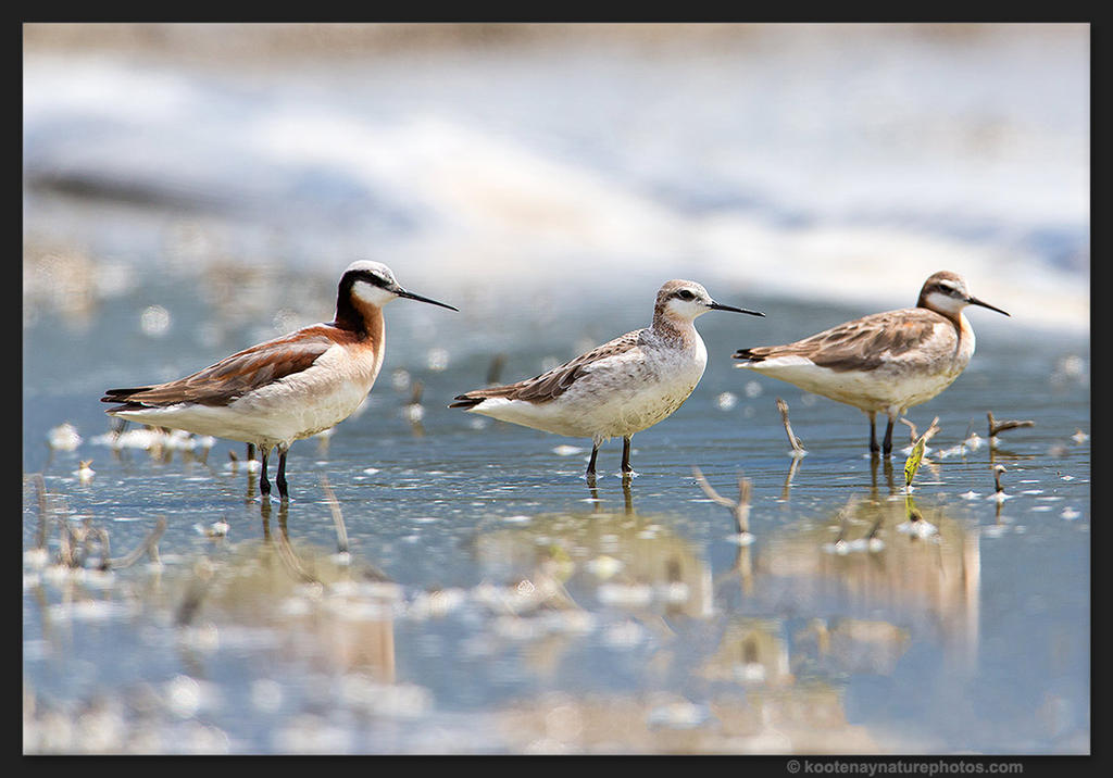 Three Phalaropes