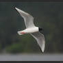 Bonaparte's Gull 2