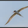 Forster's Tern 1