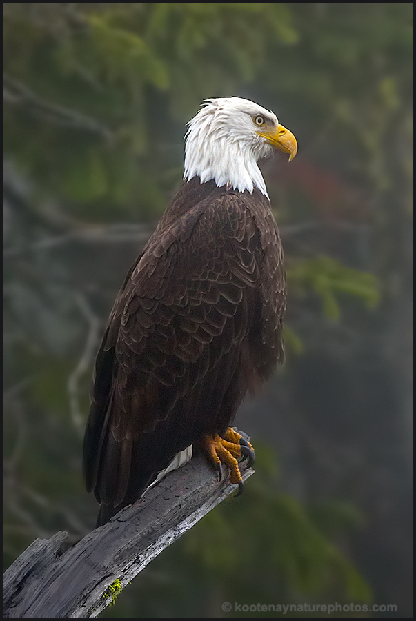 Eagle Perched