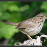 Juvenile Song Sparrow