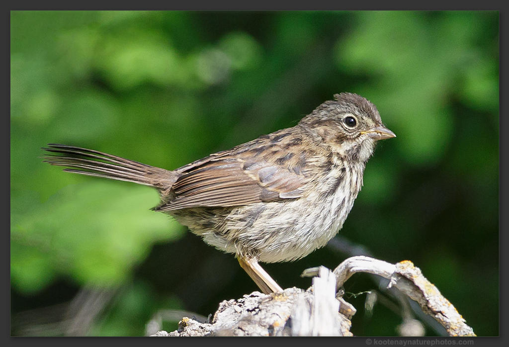 Juvenile Song Sparrow By Kootenayphotos On Deviantart Juvenile Song Sparrow By Kootenayphotos On Deviantart