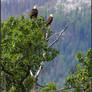 Eagle's Nest Lookout