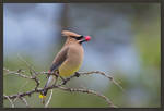 Cedar Waxwing by kootenayphotos