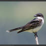 Eastern Kingbird