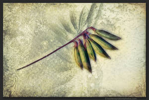 Seed Pods by kootenayphotos Seed Pods by kootenayphotos