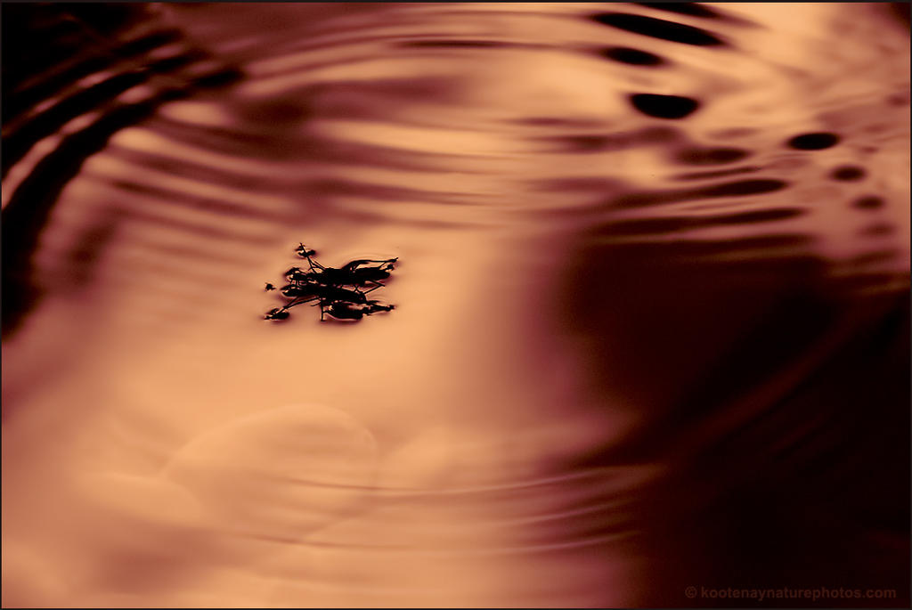 Water - Bug by kootenayphotos Water - Bug by kootenayphotos