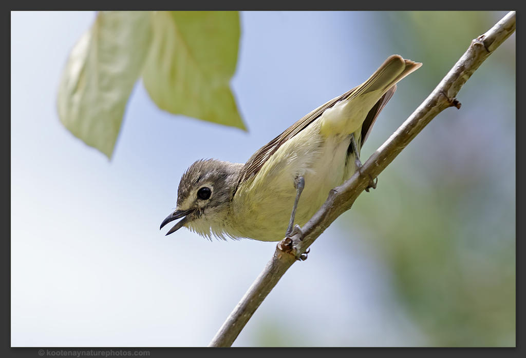 Cassin's Vireo