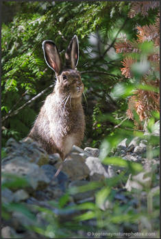 Snowshoe Hare 1
