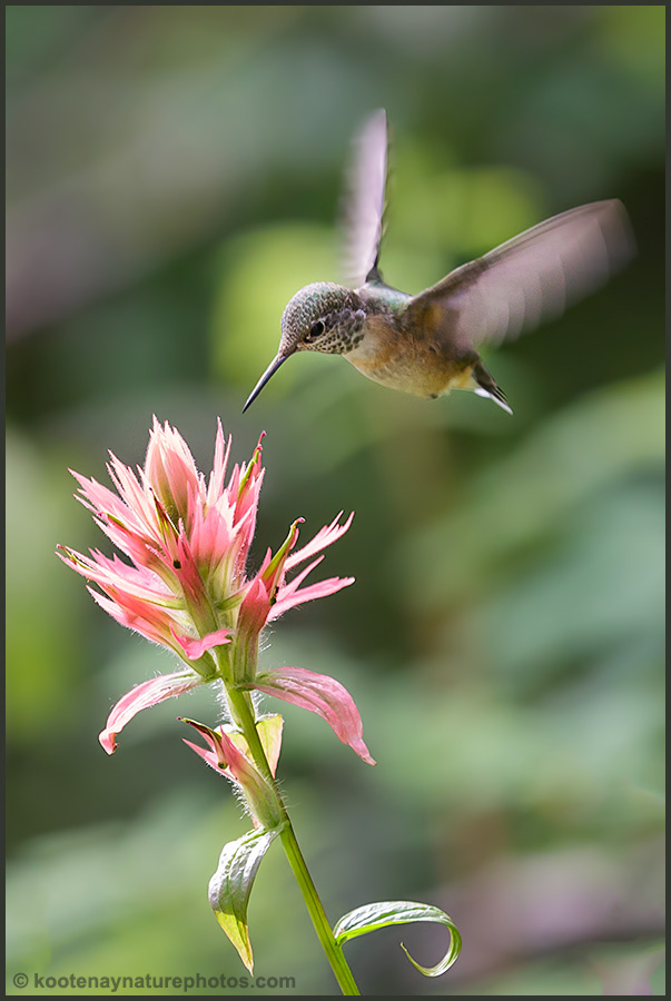 Hummingbird - Paintbrush by kootenayphotos Hummingbird - Paintbrush by kootenayphotos