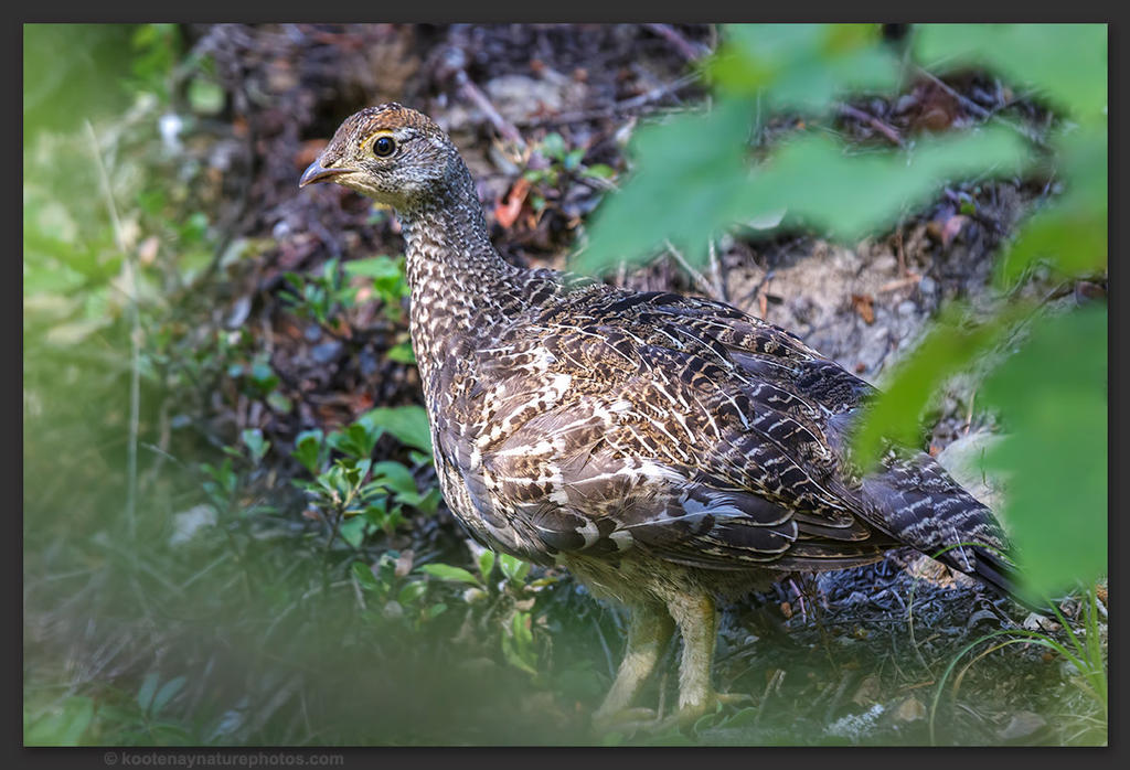 Young Dusky Grouse by kootenayphotos