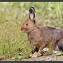 Snowshoe Hare 2