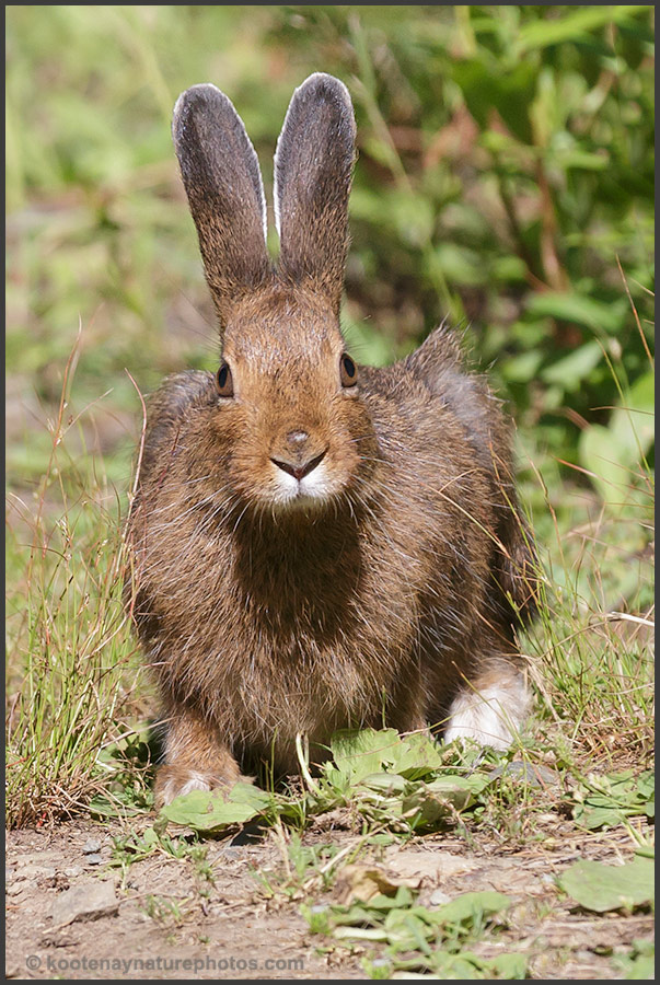 Snowshoe Hare 3