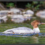 Juvenile Common Merganser