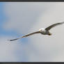 Ring-billed Gull