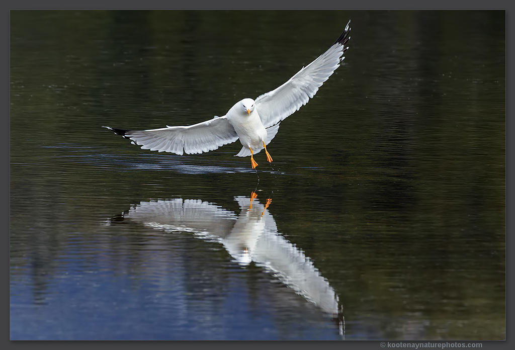 California Gull Landing Approach