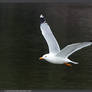 California Gull in Flight