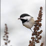 Black-capped Chickadee 1