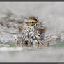 Savannah Sparrow 2