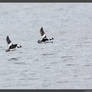 Buffleheads