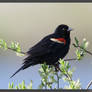 Red-winged Blackbird