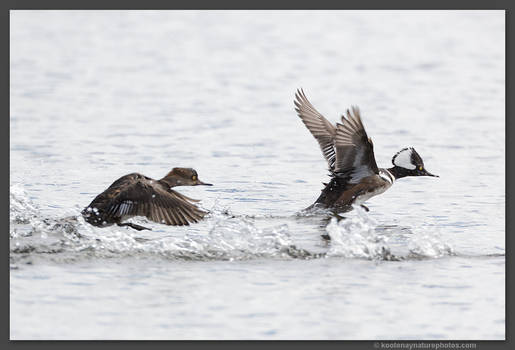 Hooded Mergansers Take Flight