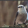 Gray Jay