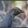 Dusky Grouse