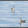 Wilson's Phalarope Pair