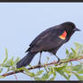 Red-winged Blackbird