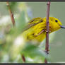 Yellow Warbler 1