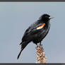 Red-winged Blackbird