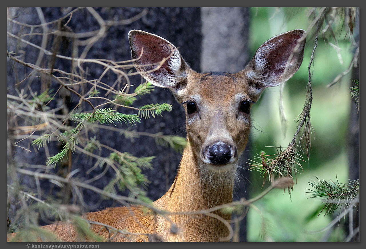 White-tailed Deer