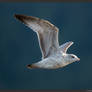 Young Ring-billed Gull