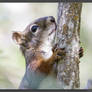 Squirrel 1