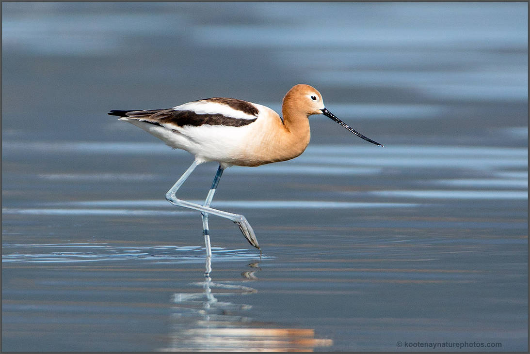 American Avocet 1 by kootenayphotos