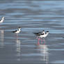 Black-necked Stilts