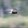 Black Tern