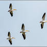 American White Pelicans