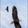 Eagle and Blackbird